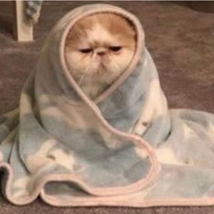 Meet your Posher, Sandy